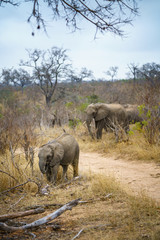 Naklejka premium elephants in kruger national park, mpumalanga, south africa