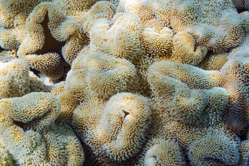 Underwater world. Sarcophyton soft mushroom coral in open state on the reef.