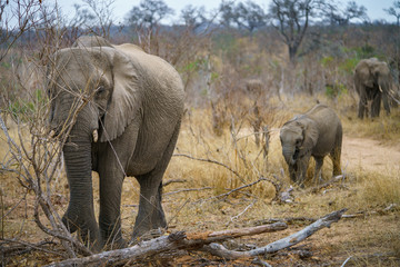 elephants in kruger national park, mpumalanga, south africa