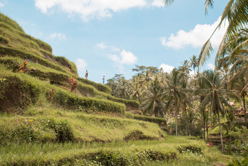 Fototapeta na wymiar Bali rice 6