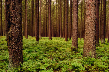 Fototapeta premium Fichtenwald