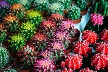 Colored cacti at a street market in Istanbul.