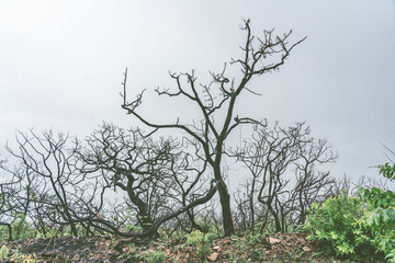 Dry trees in a cloud day