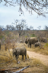 Fototapeta premium elephants in kruger national park, mpumalanga, south africa