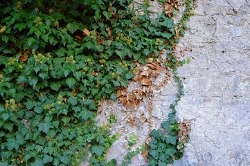 Ivy spreading on the wall