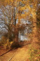 parc en automne avec feuilles mortes