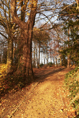 parc en automne avec feuilles mortes