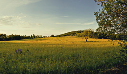 Obraz premium Einsamer Baum im Feld