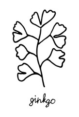 Black and white gingko isolated on white background. Vector stock illustration. Hand drawing outline herb.