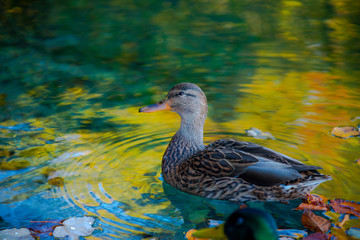 Autumn landscape in Plitvice Park, Croatia