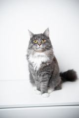 portrait of an adorable fluffy blue tabby white maine coon cat sitting on cupboard looking at camera
