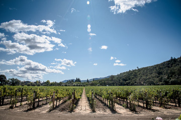 grapevine vineyard in california mountain valley  