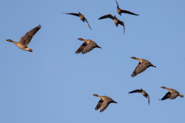 Geese flying in the autumn with a blue sky