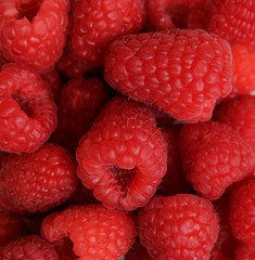 Juicy, ripe, raspberry berry close-up. A new harvest.