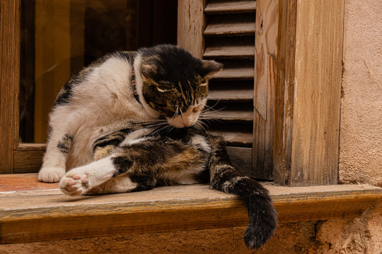CAT LICKING IN THE WINDOW COCKE