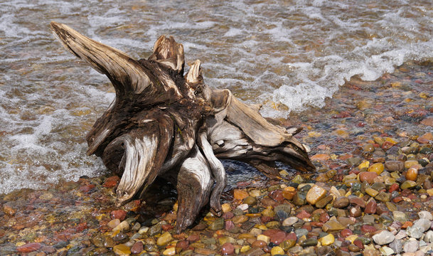 An old tree trunk, now driftwood, has landed on the lakeshore of Jackson Lake.
