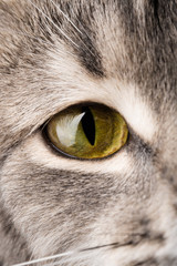 Yellow cat eye extreme macro shot. look accurately and directly to the goal. 