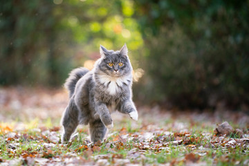 Naklejka na ściany i meble blue tabby maine coon cat outdoors running on grass with autumn leaves looking at camera curiously