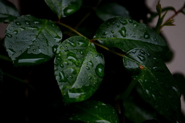 Raindrops over green plants