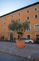 Olive tree in a big pot in a cobbled street in Rome