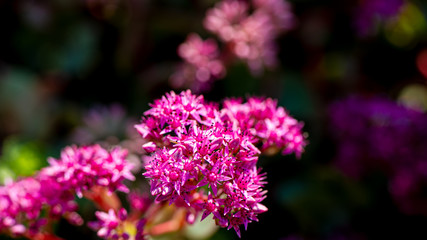 Summer pink decorative blooming flowers on a dark background in the garden.