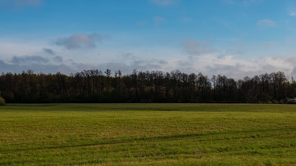 Green meadow and deciduous forest in the evening outside the city, panorama.