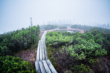 Weg durch das Moor im Nebel