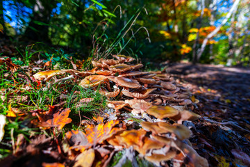 Autumn landscape in Plitvice Park, Croatia