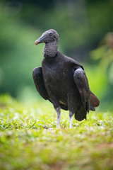 Black Vulture, Coragyps atratus is standing in the grass, amazing light of the sunrice, in the background is nice colorful bokeh, wildlife of Costa Rica
