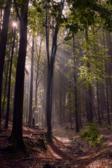 Lichtstralen im Wald