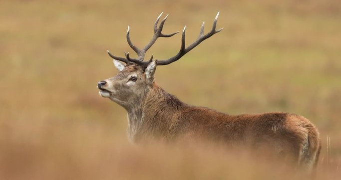 Red deer in Jura Island, Scotland