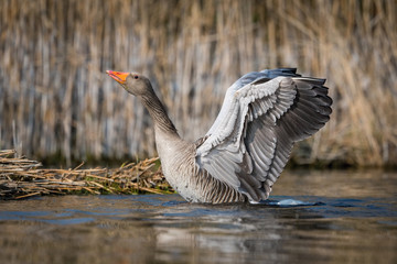 Anser anser, Greylag goose  is just taking off and flying over the blue lagoon, dry reeds in the background