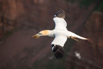 Morus bassanus, Northern gannet The bird is flying in nice natural environment nesting colony in the island Helgoland. Colored cliffs  In the backgroud. Wildlife scene from Europe..