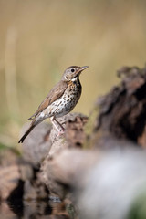 The Song Thrush or Turdus philomelos is sitting at the waterhole in the forest Reflecting on the surface Preparing for the bath Colorful backgound with some flower