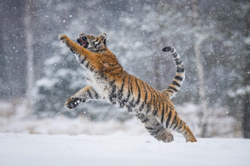 Obraz na płótnie Canvas The Siberian Tiger, Panthera tigris tigris is running in the snow, in the background with snowy trees