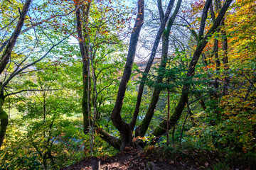 Autumn landscape in Plitvice Park, Croatia