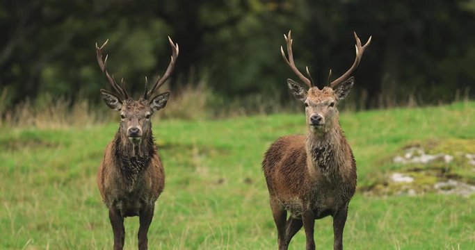 Red deer in Jura Island, Scotland