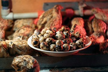 Quail eggs in a plate on the background of quails.