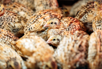 Quail Chicks in a cage on the farm.