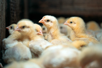 Broiler Chicken Chicks at the poultry farm.