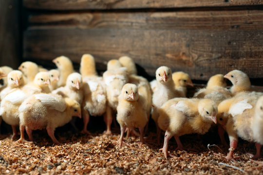 Broiler Chicken Chicks at the poultry farm.