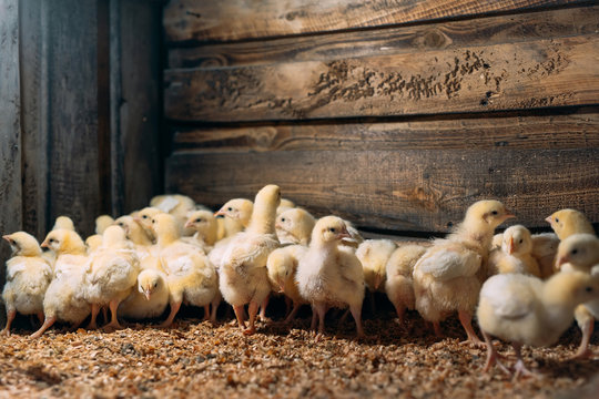 Broiler Chicken Chicks at the poultry farm.