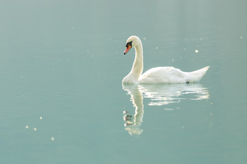 A swan on a calm lake