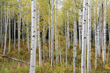 Obraz premium Birch in Autumn 