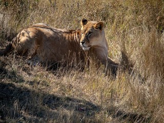 A lioness in the dry grass in the shroud looks around.