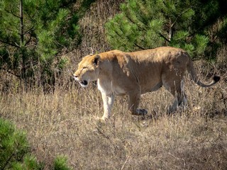 The lioness has left the shelter and is walking on the grass.