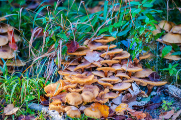 Lot of Mushrooms in the forest