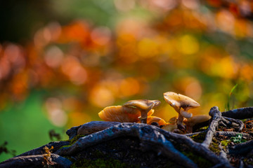 mushroom in the forest