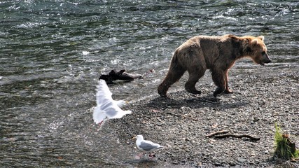 brown bear in water