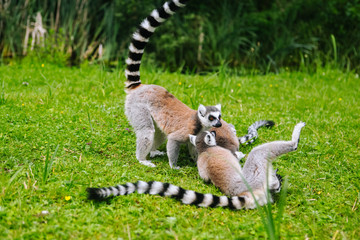Family of ring-tailed Lemur sit on the trgrass . Lemur catta looking at camera. Beautiful grey and white lemurs. African animals in the zoo